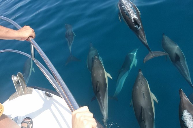 2 h Estepona Bay Tour - Dolphins, tuna, and the luck of the sea