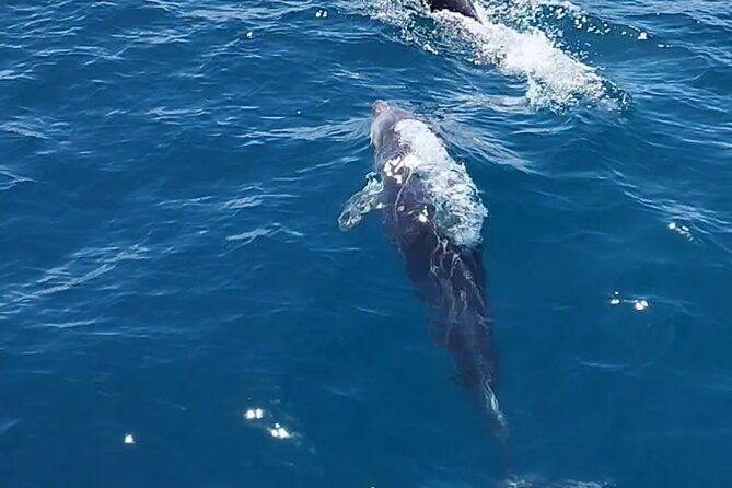 2 h Estepona Bay Tour - Swimming and snorkeling in the bay