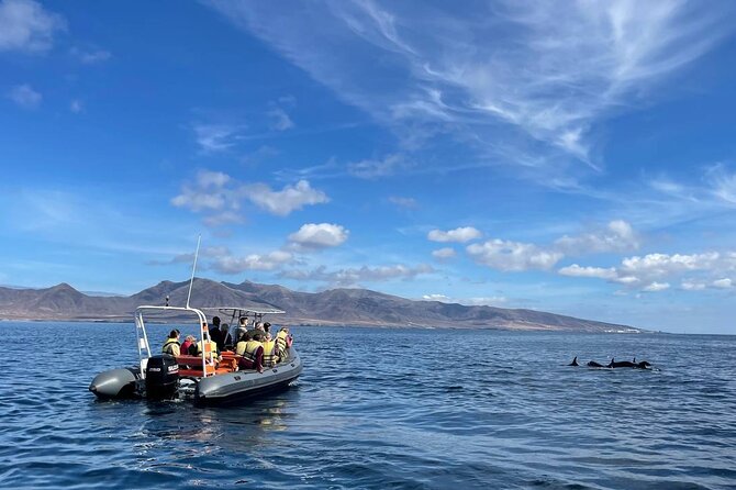 2h Dolphin and Whale Viewing + Snorkeling Tour - Quick reasons to consider this sea trip