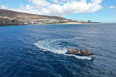 2h Dolphin and Whale Viewing + Snorkeling Tour