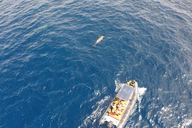 2h Dolphin and Whale Viewing + Snorkeling Tour - Returning with music, waves, and beach views