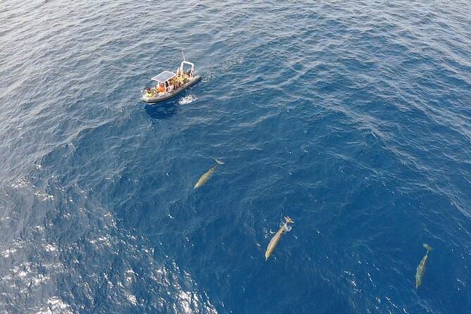 2h Dolphin and Whale Viewing + Snorkeling Tour - Practical packing advice for a dry, comfortable ride