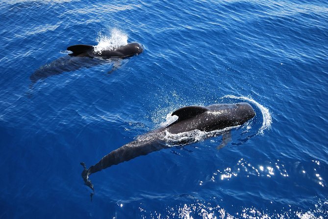 2h Viking Cruise Whales & Dolphins Watching - A Viking show that works for families