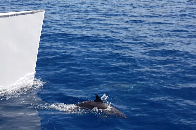 2hrs Dolphins Sunset Sailing Cruise With Drink - Finding Dolphins in Open Water