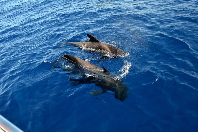 5 hr watching and listening whales and dolps. Visit Los Gigantes - A swim in Masca Bay