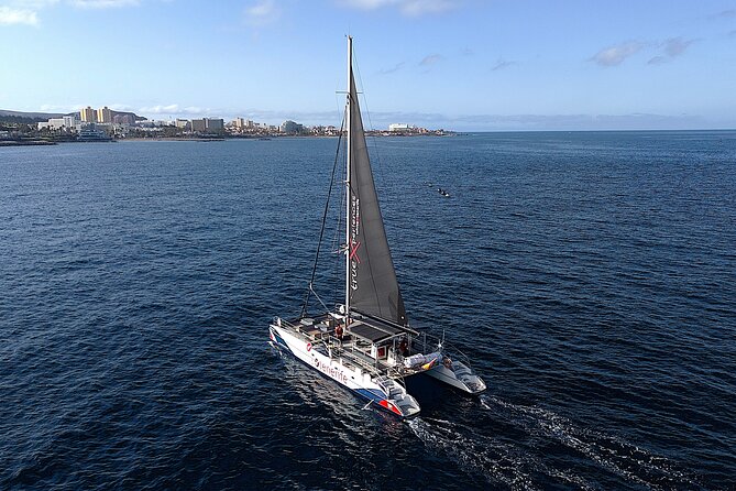 5 hr watching and listening whales and dolps. Visit Los Gigantes - Los Gigantes cliffs from the water