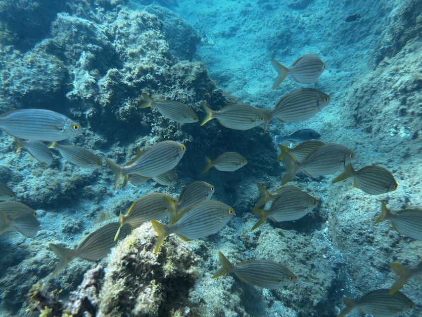 Abades: Guided Snorkeling Tour with Photos - Simple ways to have a better outing