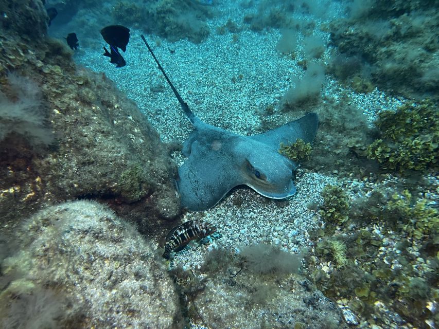Abades: Guided Snorkeling Tour with Photos - The turtle question