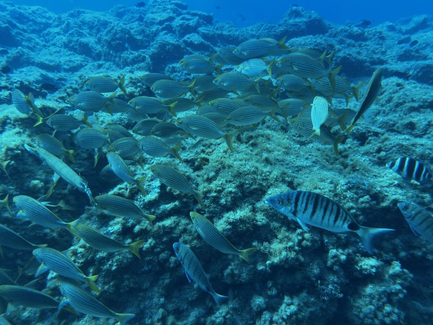 Abades: Guided Snorkeling Tour with Photos - Is $35 good value?