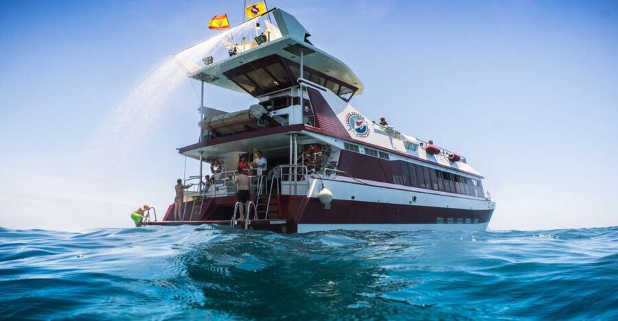 Adeje: Whale and Dolphin Watching Cruise with Lunch and Swim - Why Tenerife’s southwest coast is good for whale watching