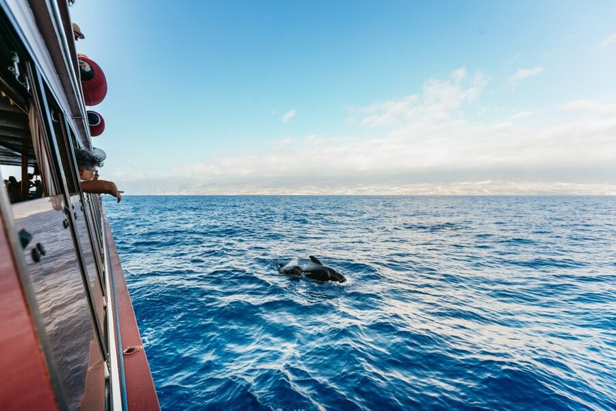 Adeje: Whale and Dolphin Watching Cruise with Lunch and Swim - Sixteen submarine windows add a useful second view