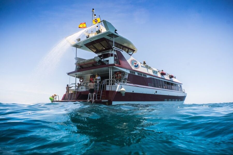Adeje: Whale and Dolphin Watching Cruise with Lunch and Swim - Watching whales and dolphins in their natural home