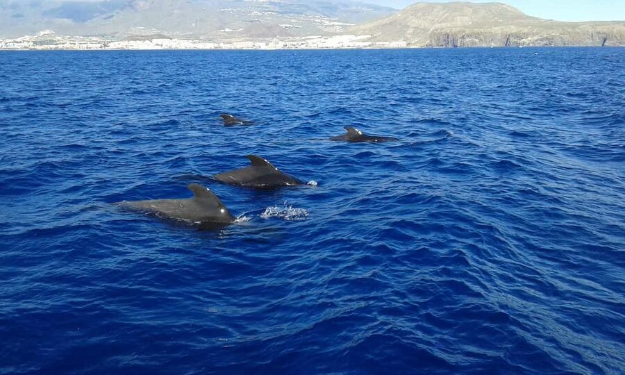 Adeje: Whale Watching Tour to Los Gigantes with lunch & swim - Setting out from Puerto Colón at 11:00 a.m.