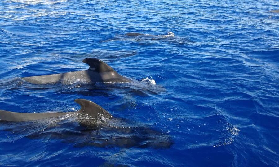 Adeje: Whale Watching Tour to Los Gigantes with lunch & swim - Sailing beneath the 600-meter walls of Los Gigantes