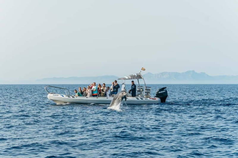 Alcudia or Can Picafort: Dolphin-Watching Cruise - Weather, comfort, and what to pack
