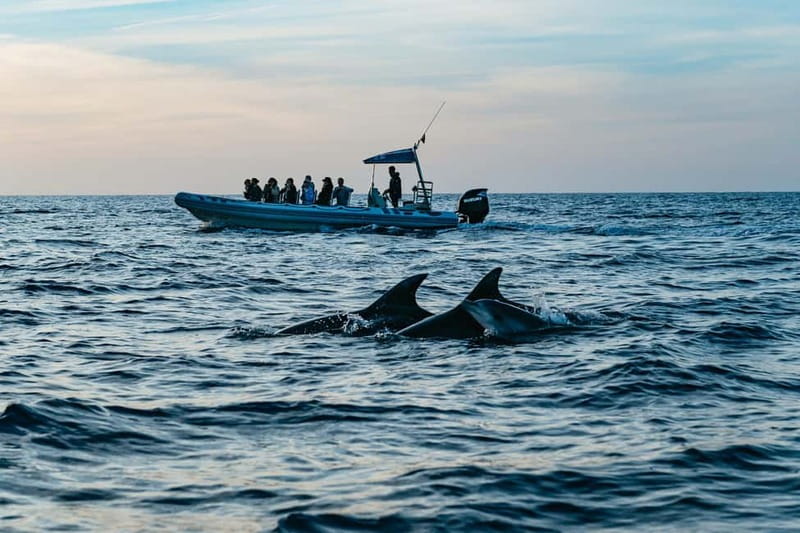 Alcudia or Can Picafort: Dolphin-Watching Cruise - Why the speedboat changes the experience