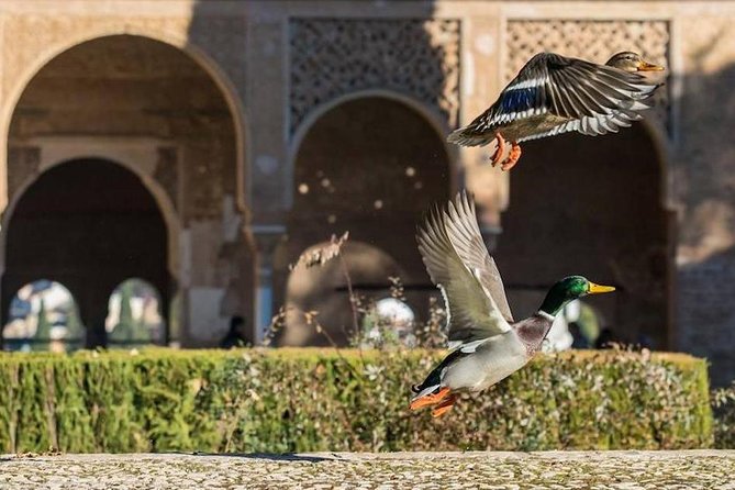 Alhambra Private/Small Group Tour & Nasrid Palaces Skip the Line - Generalife Gardens and the summer palace