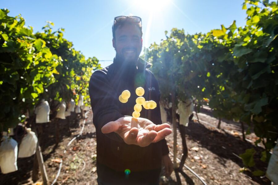Alicante: Countryside Wine Tour with 4 Tastings - Tasting four Alicante wines with local snacks