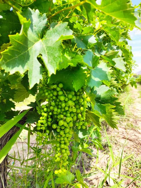 Alicante: Countryside Wine Tour with 4 Tastings - What the guide adds to the experience