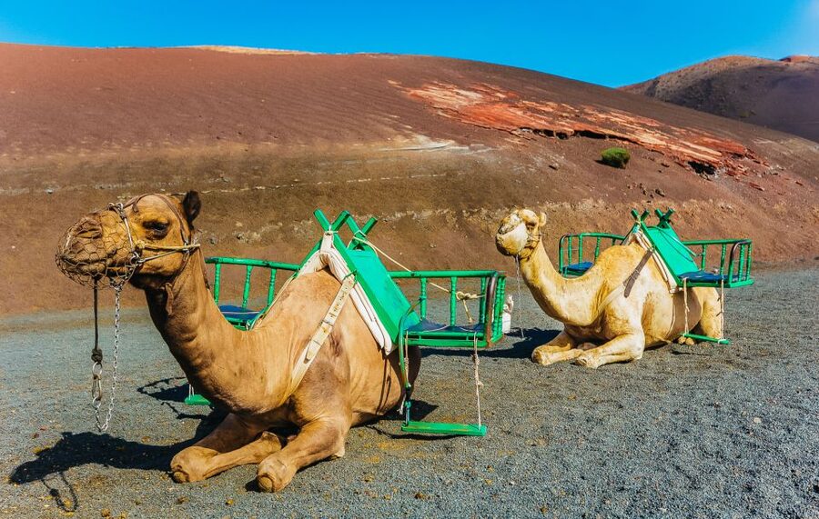 Arrecife: Timanfaya and Green Lagoon for Cruise Passengers - Practical advice for cruise passengers