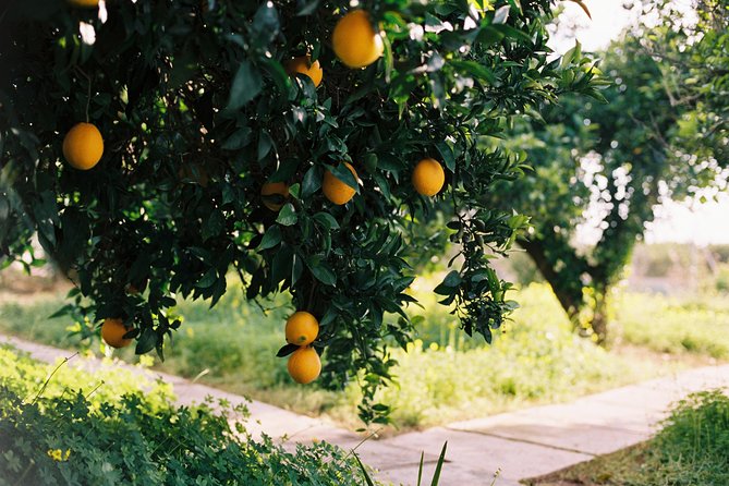 Authentic Valencian Paella Cooking Class - A farmhouse among orange groves and rice fields