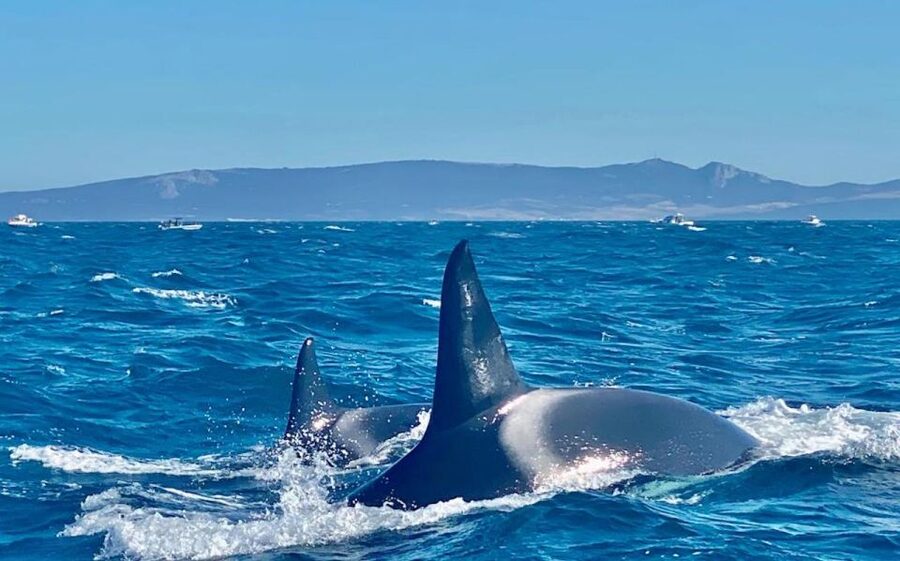 Barbate: Dolphin and Whale Watching in Cape Trafalgar - Understanding the $41 value