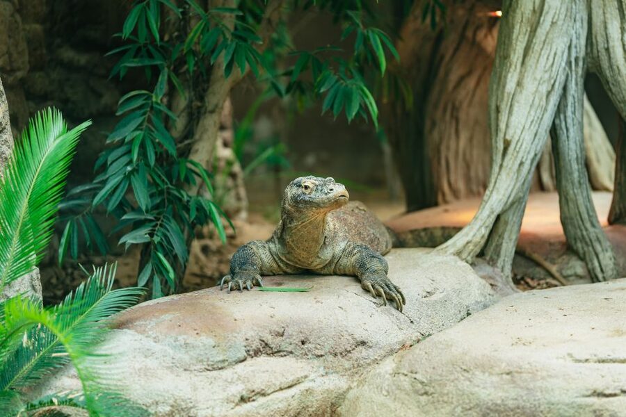 Barcelona: 1-Day Ticket to Barcelona Zoo - Who should book Barcelona Zoo?