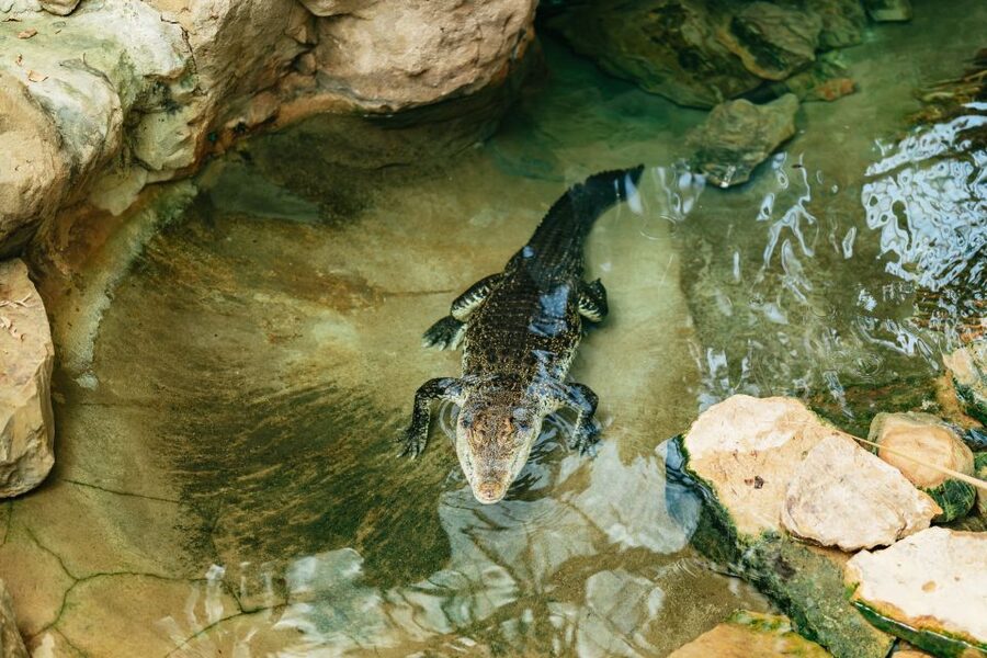 Barcelona: 1-Day Ticket to Barcelona Zoo - The animals worth planning around