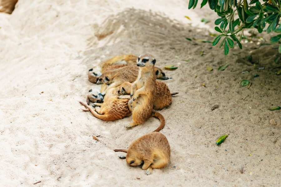 Barcelona: 1-Day Ticket to Barcelona Zoo - Family features beyond the animal enclosures