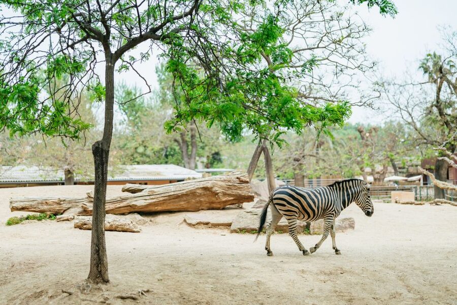 Barcelona: 1-Day Ticket to Barcelona Zoo - How long should you stay?