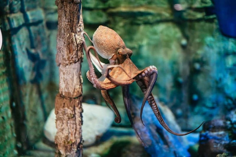 Barcelona Aquarium: Entry Ticket - Key points to know before you go