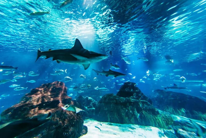 Barcelona Aquarium: Entry Ticket - Walking beneath sharks in the Oceanarium