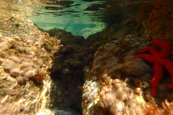 Barcelona Costa Brava Kayak, Snorkel & Cliff Jump Day Tour - Snorkeling for fish, starfish, and octopus