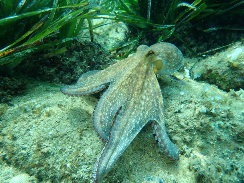 Barcelona: Costa Brava Kayak, Snorkel & Cliff Jump & Lunch - Snorkeling in the Mediterranean
