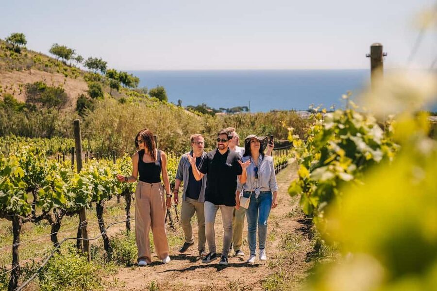 Barcelona: Sailing Cruise & Vineyard Tour with Wine Tasting - What the four-hour schedule feels like