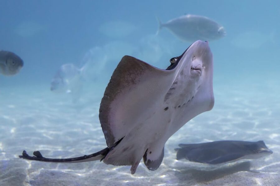 Benalmadena Aquarium Visit - Jellyfish, seahorses, and colorful tropical fish
