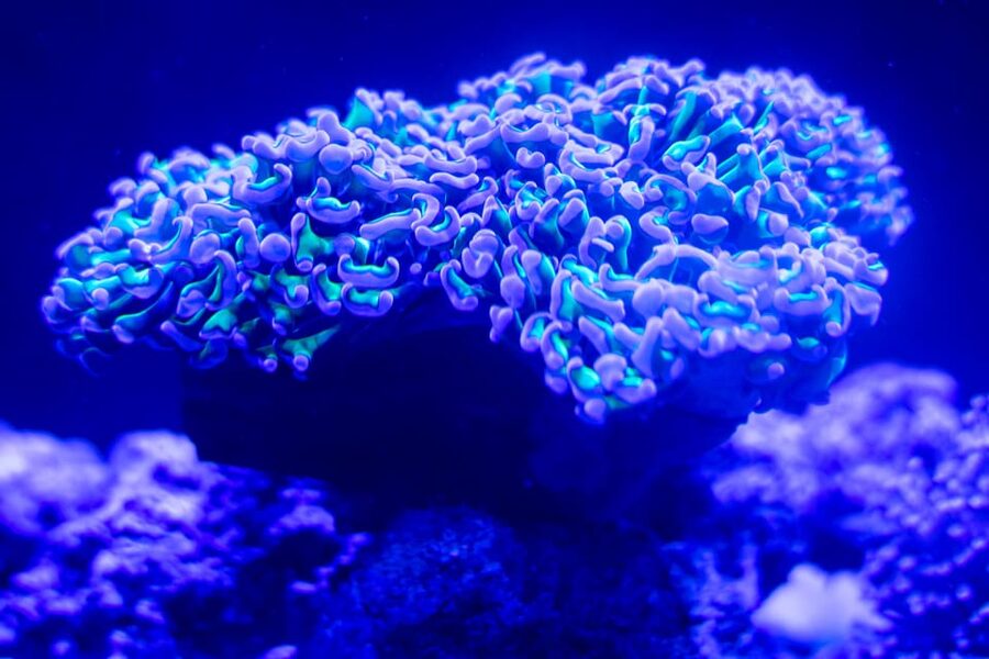 Benalmadena Aquarium Visit - Amazonia and the freshwater finish