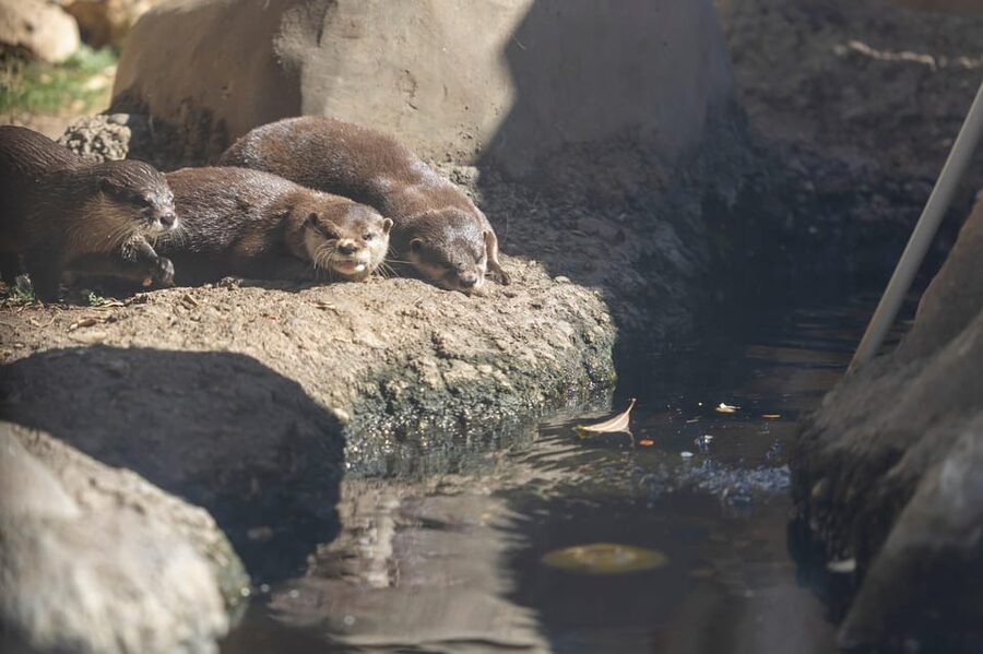 Benalmadena Aquarium Visit - Price, nearby extras, and overall value
