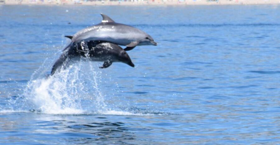 Benalmadena: Dolphin Watching Boat Tour - Key points to know before you sail