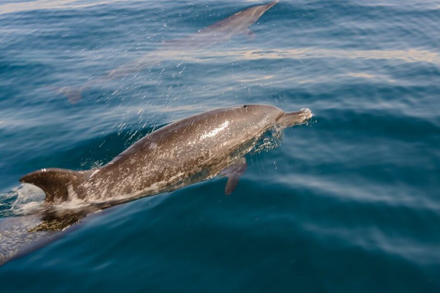 Benalmadena: Dolphin Watching Boat Tour - Underwater windows and the best places to watch