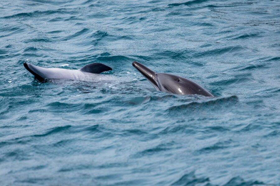 Benalmadena: Dolphin Watching Boat Tour - The summer swim, if the sea gives permission