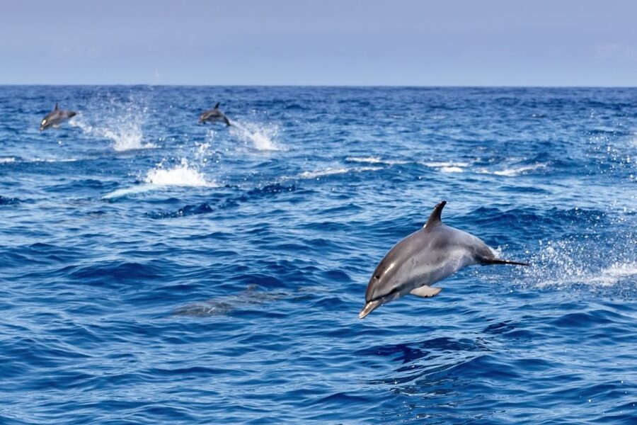 Benalmadena: Dolphin Watching Boat Tour - Drinks, shade, restrooms, and family comfort
