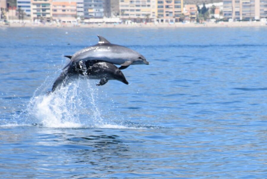 Benalmadena: Dolphin Watching Boat Tour - What the first minutes on the New Magic feel like