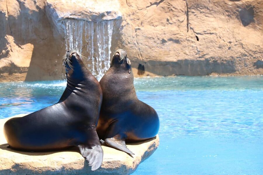 Benalmadena: Selwo Marina Admission Ticket - Start with the dolphin schedule
