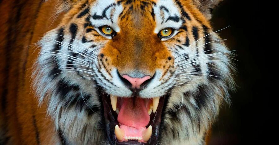 Benidorm: Terra Natura Theme Park 1-Day Tickets - Terra Natura Benidorm at a glance