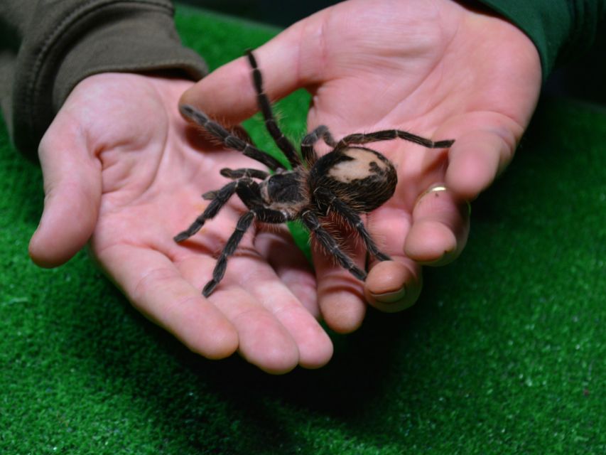 Benidorm: Terra Natura Theme Park 1-Day Tickets - Poisonous creatures and unusual exhibits
