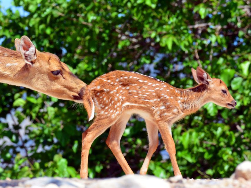 Benidorm: Terra Natura Theme Park 1-Day Tickets - Getting there from Benidorm and Alicante