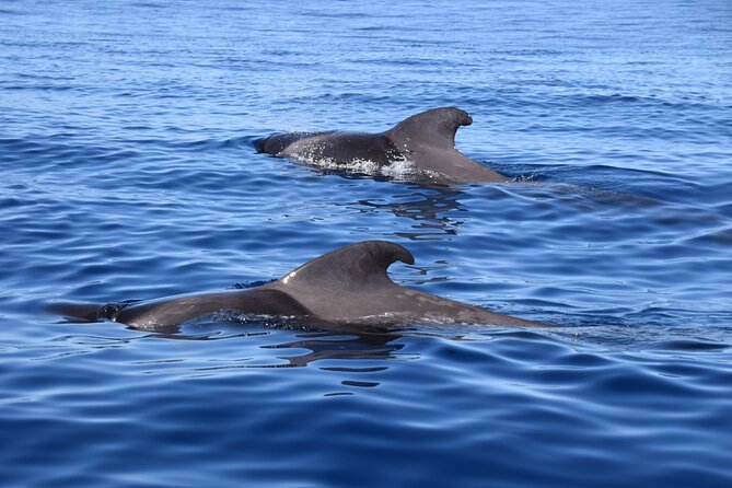 Bonadea II Ecological Whale Watching, 2 hours - Why a six-person boat changes whale watching