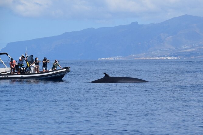 Bonadea II Ecological Whale Watching, 2 hours - The first minutes: a boat ride with a purpose