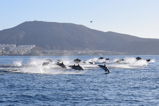 Bonadea II Ecological Whale Watching, 2 hours - Pilot whales, dolphins, and the luck factor